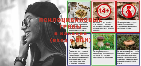 хмурый Аркадак