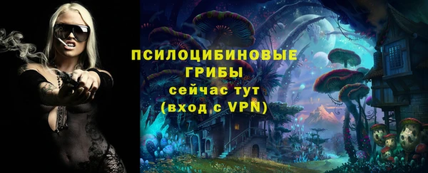 хмурый Аркадак